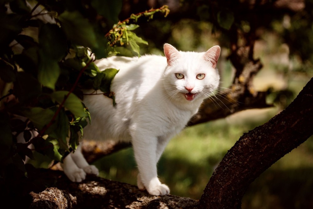 Фотографія Животные / Анна Кузнецова / photographers.ua