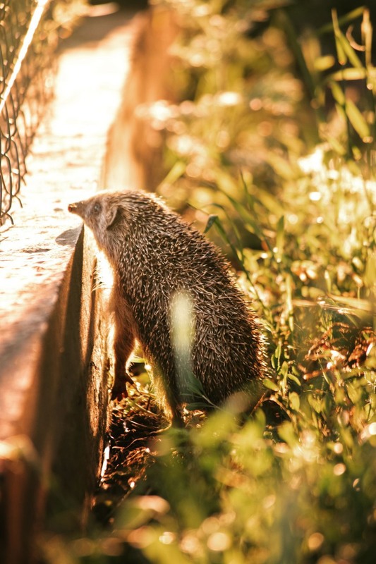 Фотографія Животные / Анна Кузнецова / photographers.ua
