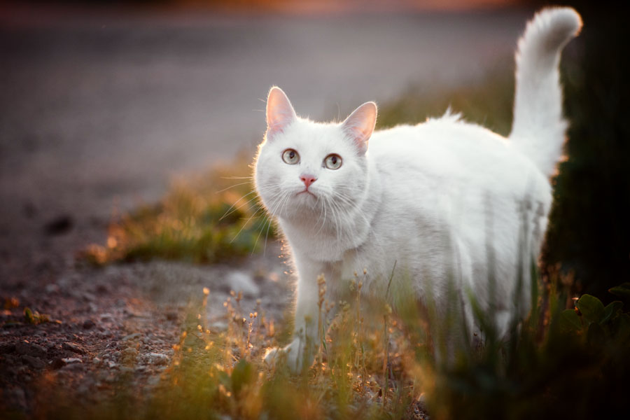 Фотографія Животные / Анна Кузнецова / photographers.ua