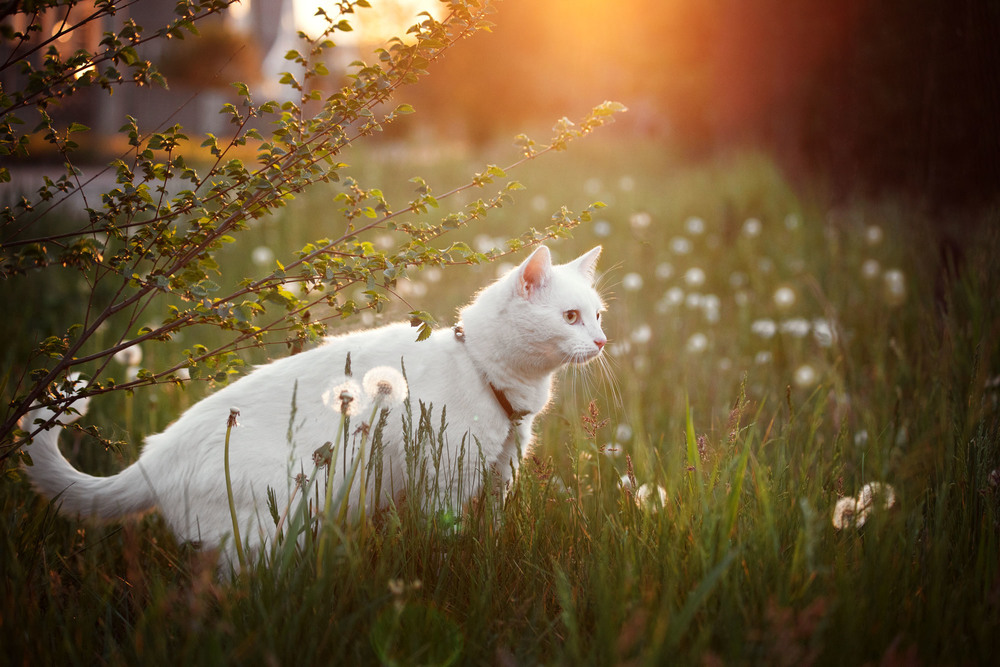 Фотографія Животные / Анна Кузнецова / photographers.ua