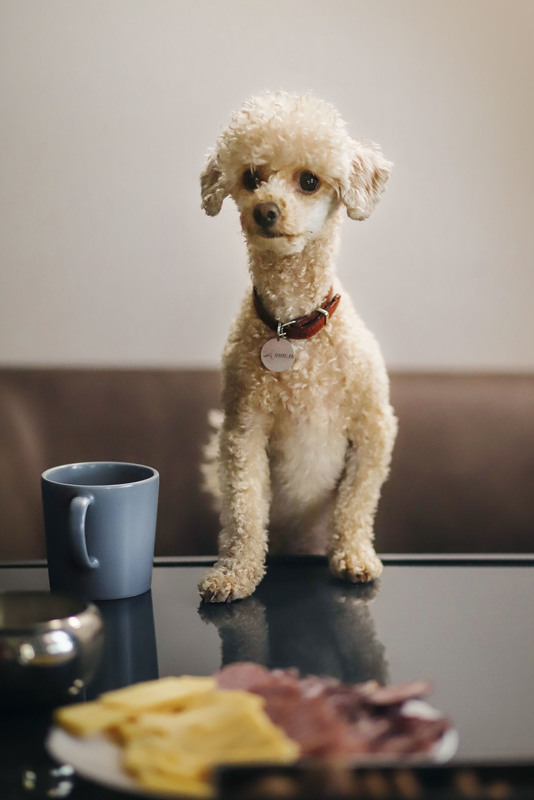 Фотографія Животные / Анна Кузнецова / photographers.ua