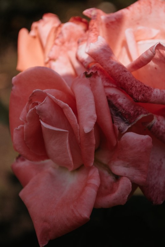Фотографія Літня троянда / Олександра Янковська / photographers.ua