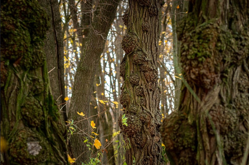 Фотографія ...текстури / Сергій Мостепан / photographers.ua