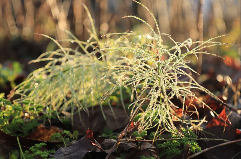 Фотографія ...золото роси / Сергій Мостепан / photographers.ua