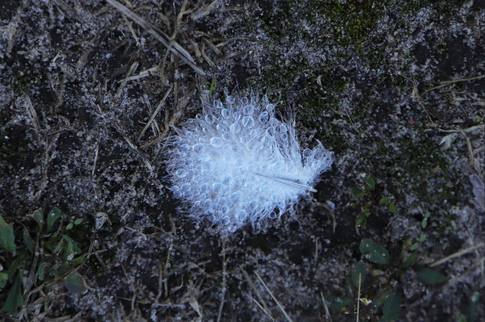 Фотографія Aqua vitae / Сергій Мостепан / photographers.ua