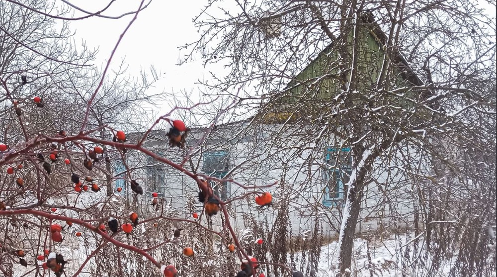 Фотографія І перший сніг, і плавний супокій. Цвіте різдвяник — в домі тихе свято. / Сергій Мостепан / photographers.ua