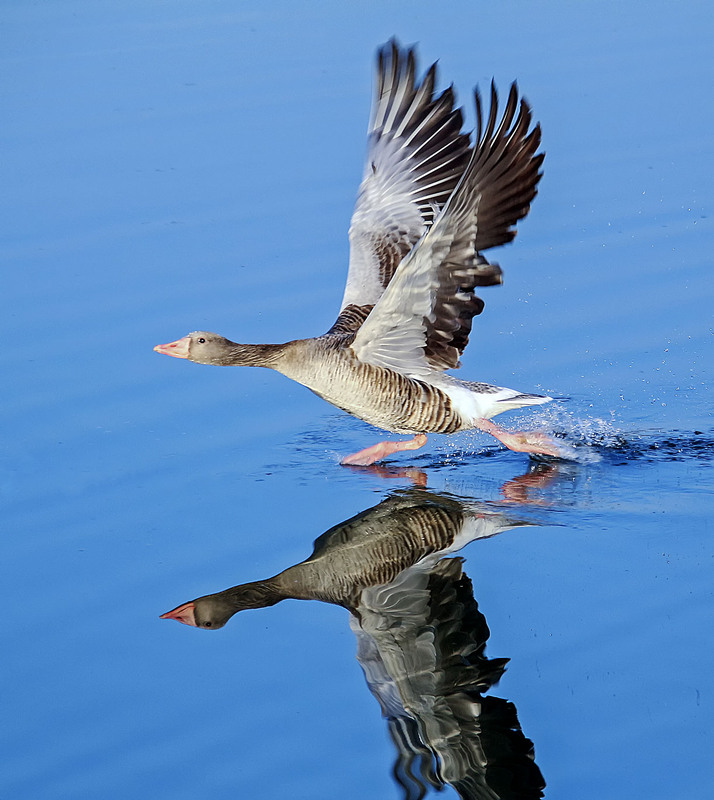 Фотографія Бегущий / Andronik Aleksander / photographers.ua