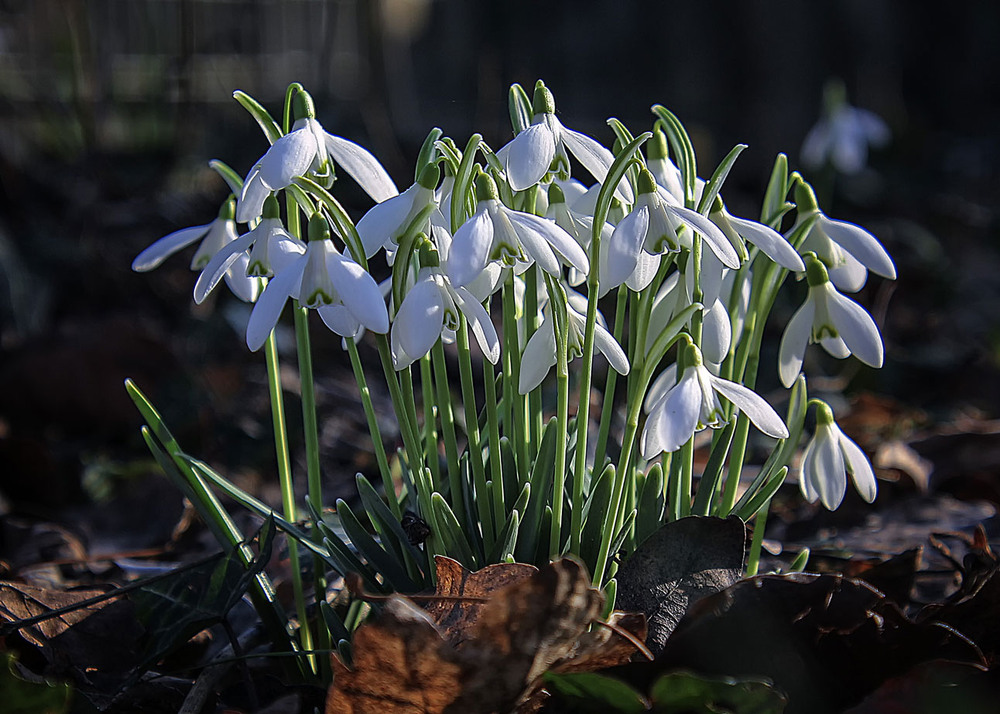 Фотографія **** / Andronik Aleksander / photographers.ua