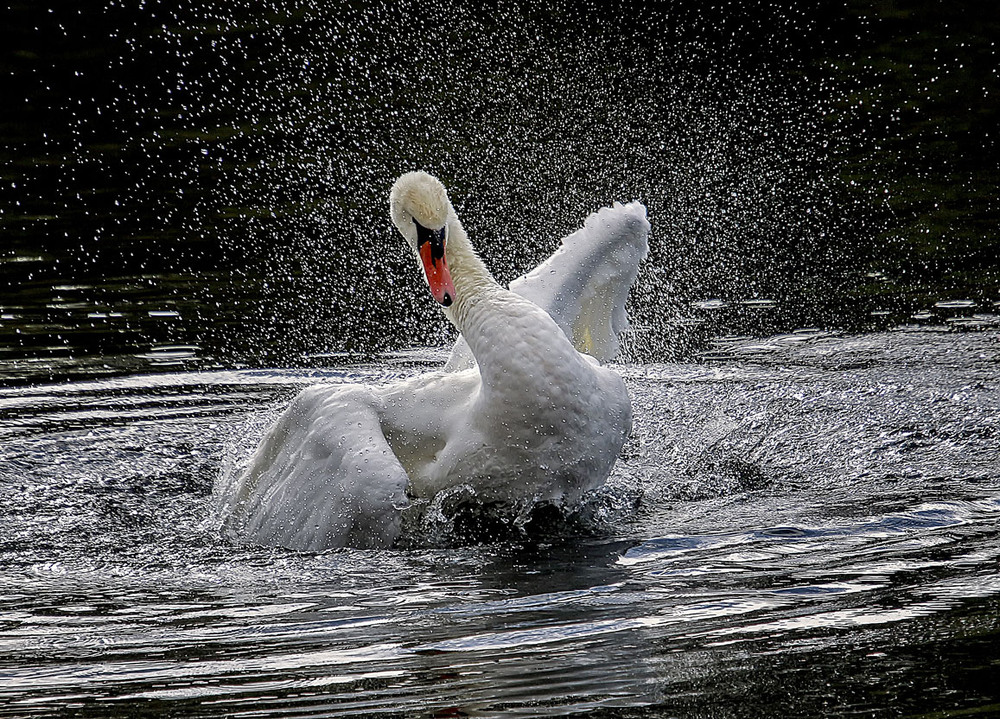 Фотографія Бьется лебедь средь зыбей,.... / Andronik Aleksander / photographers.ua