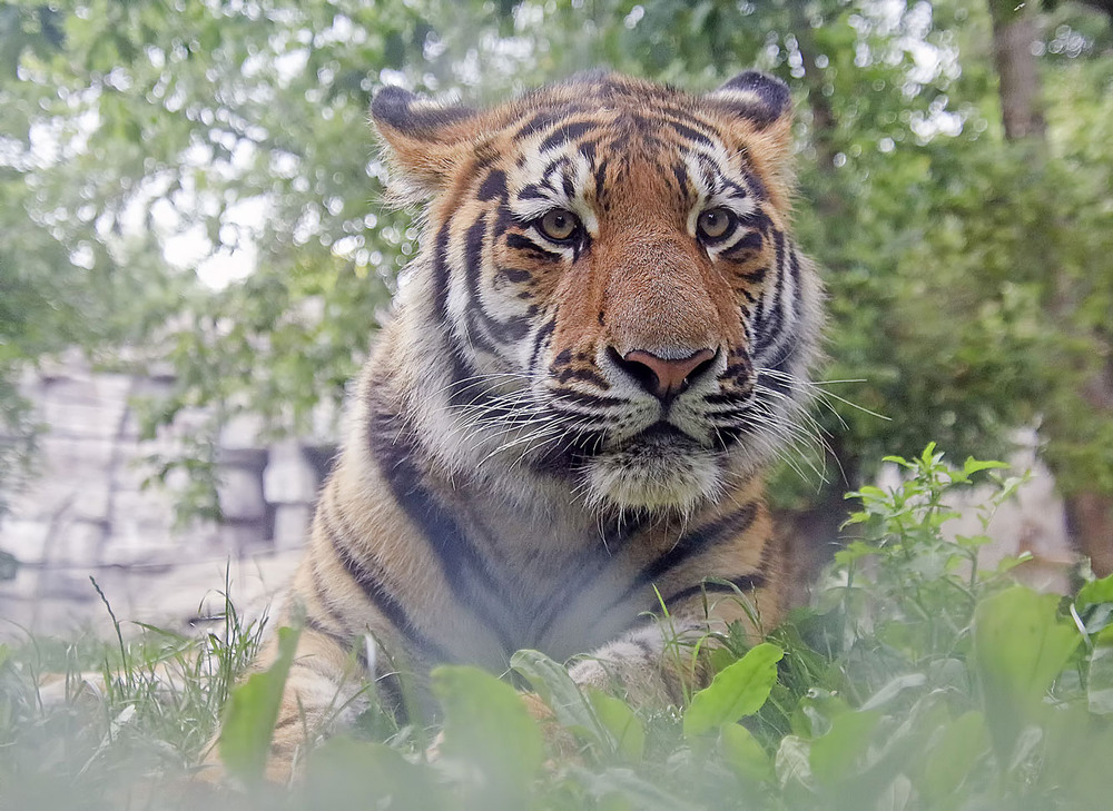 Фотографія У ног моих / Andronik Aleksander / photographers.ua
