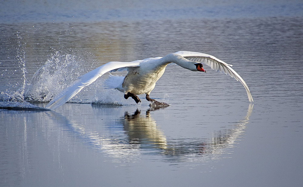 Фотографія ***** / Andronik Aleksander / photographers.ua