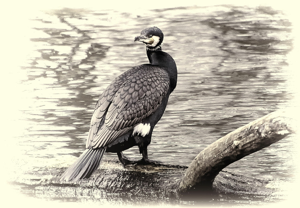 Фотографія Баклан / Andronik Aleksander / photographers.ua