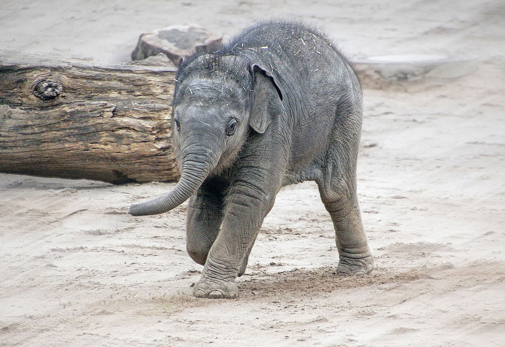 Фотографія Непоседа / Andronik Aleksander / photographers.ua