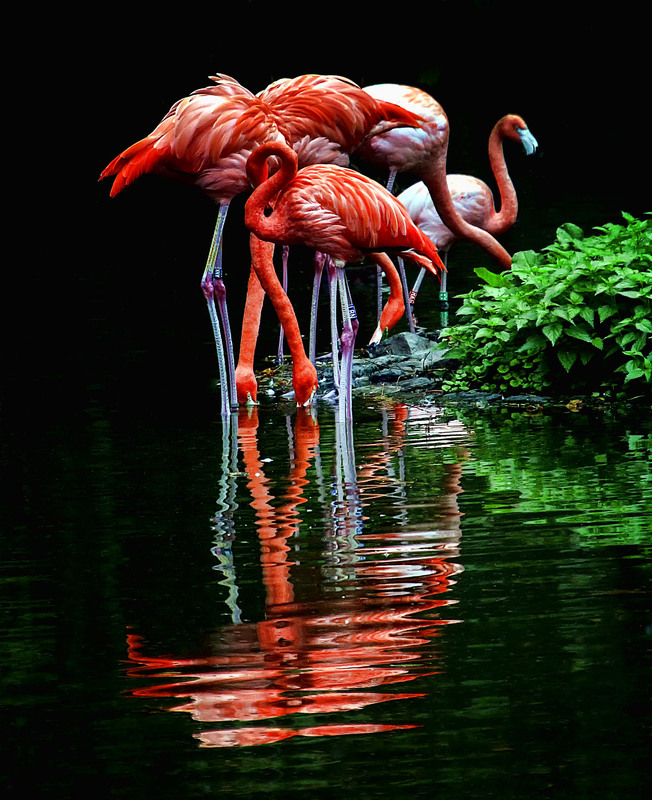 Фотографія Фламинго / Andronik Aleksander / photographers.ua