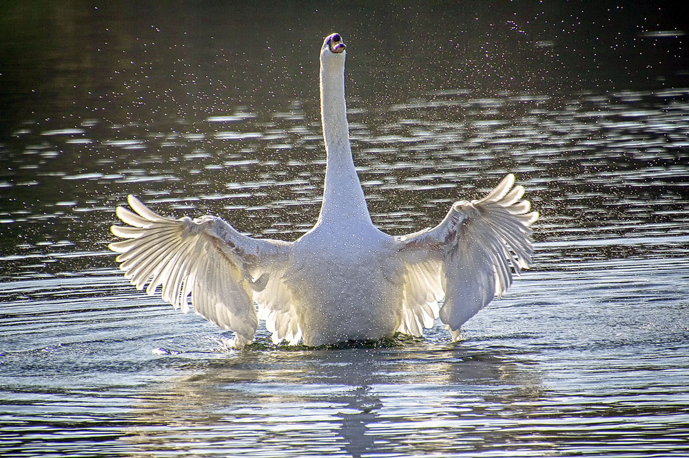 Фотографія ***** / Andronik Aleksander / photographers.ua