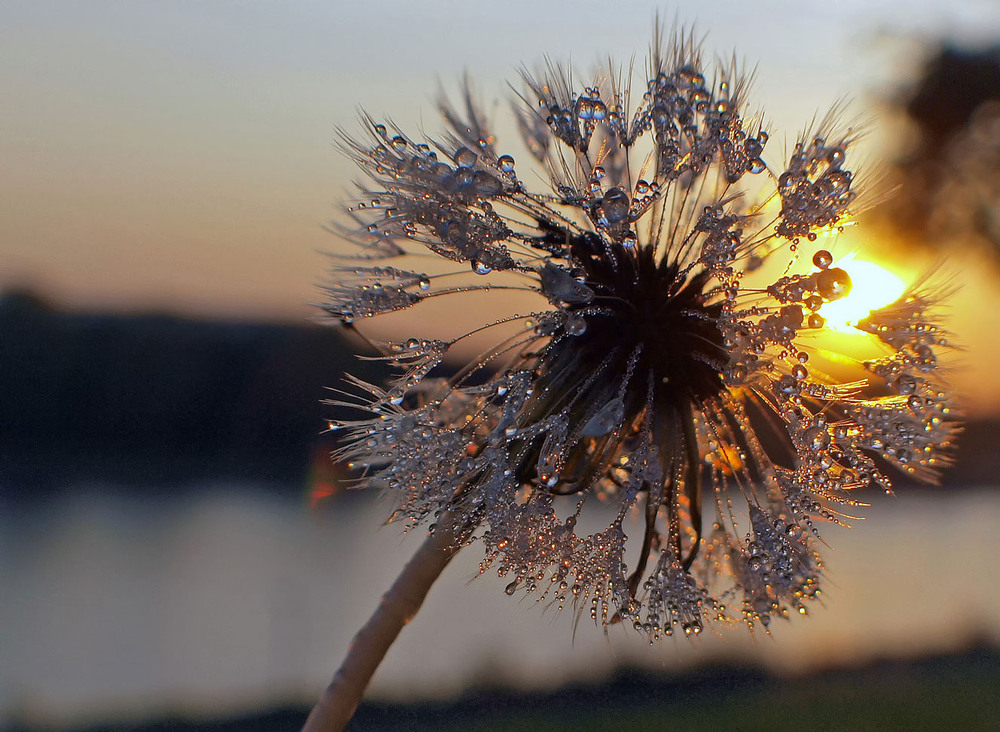 Фотографія ***** / Andronik Aleksander / photographers.ua