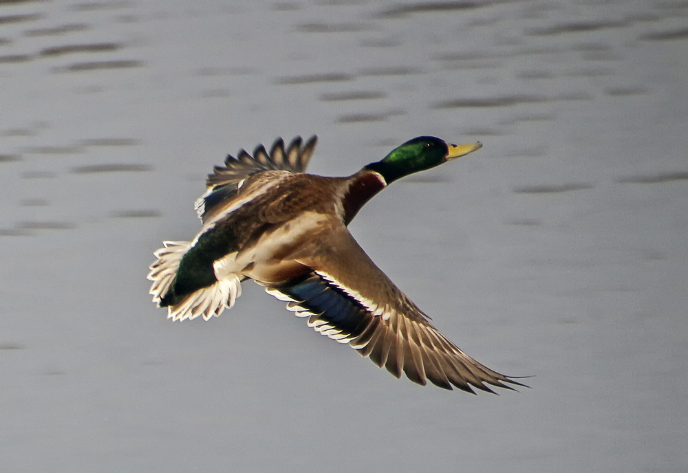 Фотографія ***** / Andronik Aleksander / photographers.ua