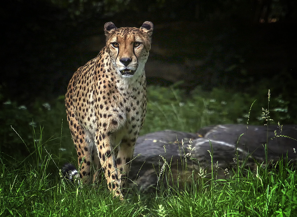 Фотографія Гепард / Andronik Aleksander / photographers.ua