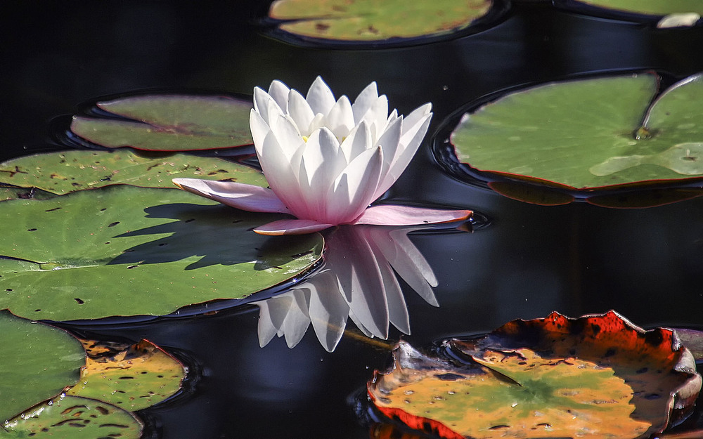 Фотографія Домик дюймовочки / Andronik Aleksander / photographers.ua