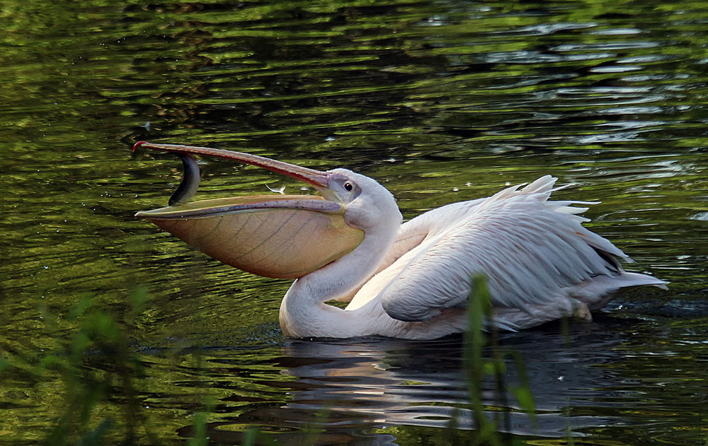 Фотографія Пеликан и рыбка / Andronik Aleksander / photographers.ua