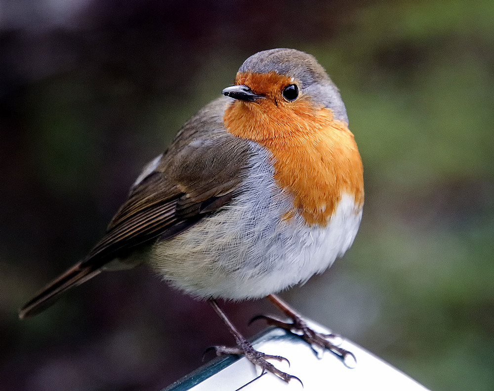 Фотографія Зорянка / Andronik Aleksander / photographers.ua