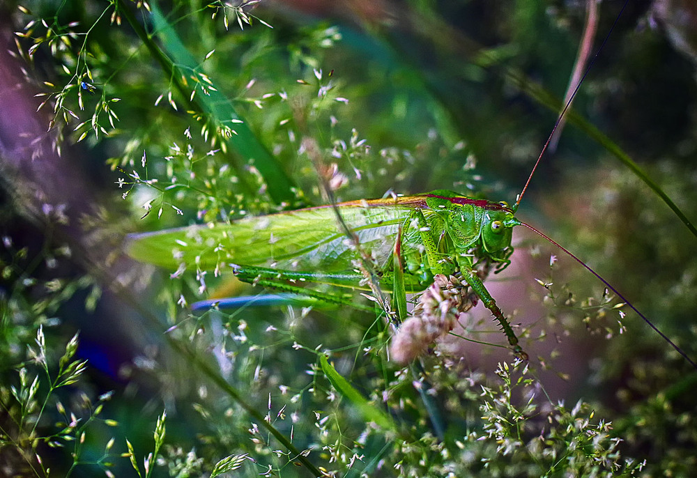 Фотографія В траве сидел кузнечик... / Andronik Aleksander / photographers.ua