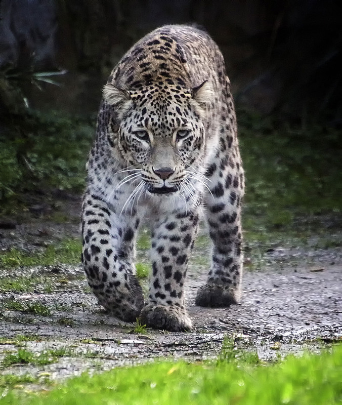 Фотографія ***** / Andronik Aleksander / photographers.ua