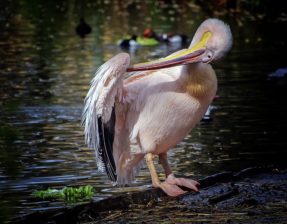 Фотографія ***** / Andronik Aleksander / photographers.ua