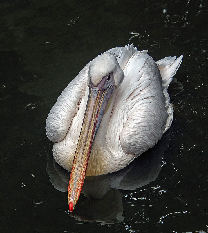 Фотографія ***** / Andronik Aleksander / photographers.ua