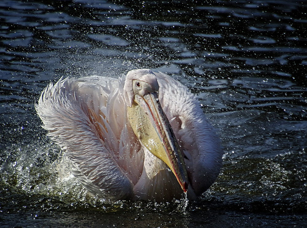 Фотографія ***** / Andronik Aleksander / photographers.ua