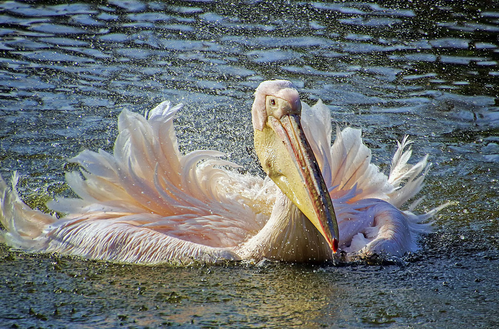 Фотографія ***** / Andronik Aleksander / photographers.ua