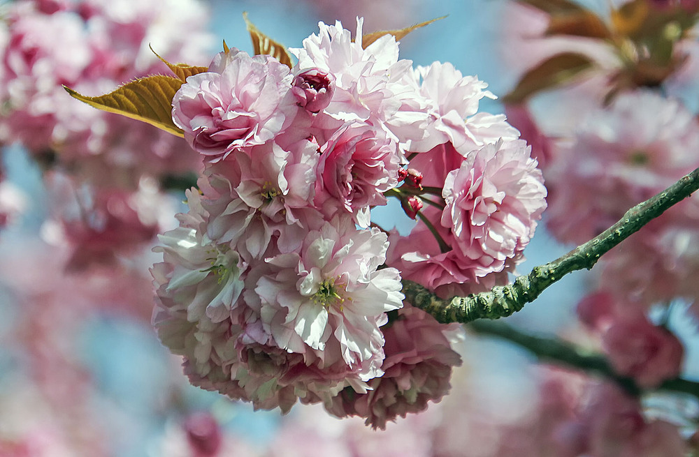 Фотографія ***** / Andronik Aleksander / photographers.ua