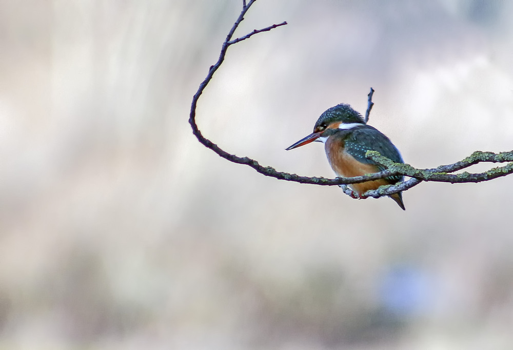 Фотографія Зимородок / Andronik Aleksander / photographers.ua