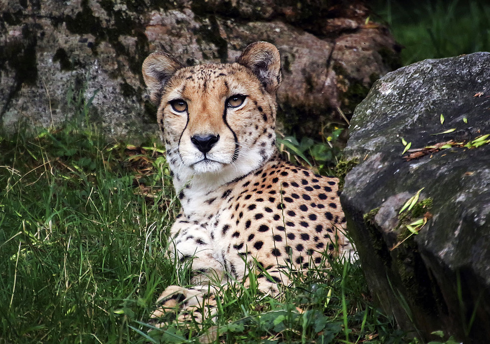 Фотографія Средь камней / Andronik Aleksander / photographers.ua