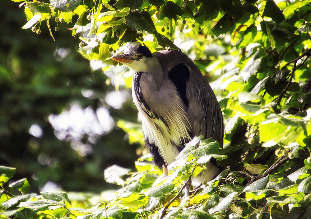 Фотографія ***** / Andronik Aleksander / photographers.ua