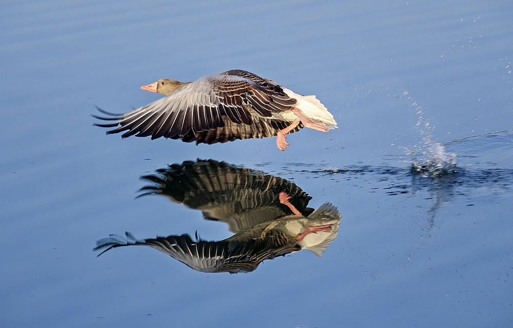 Фотографія ***** / Andronik Aleksander / photographers.ua