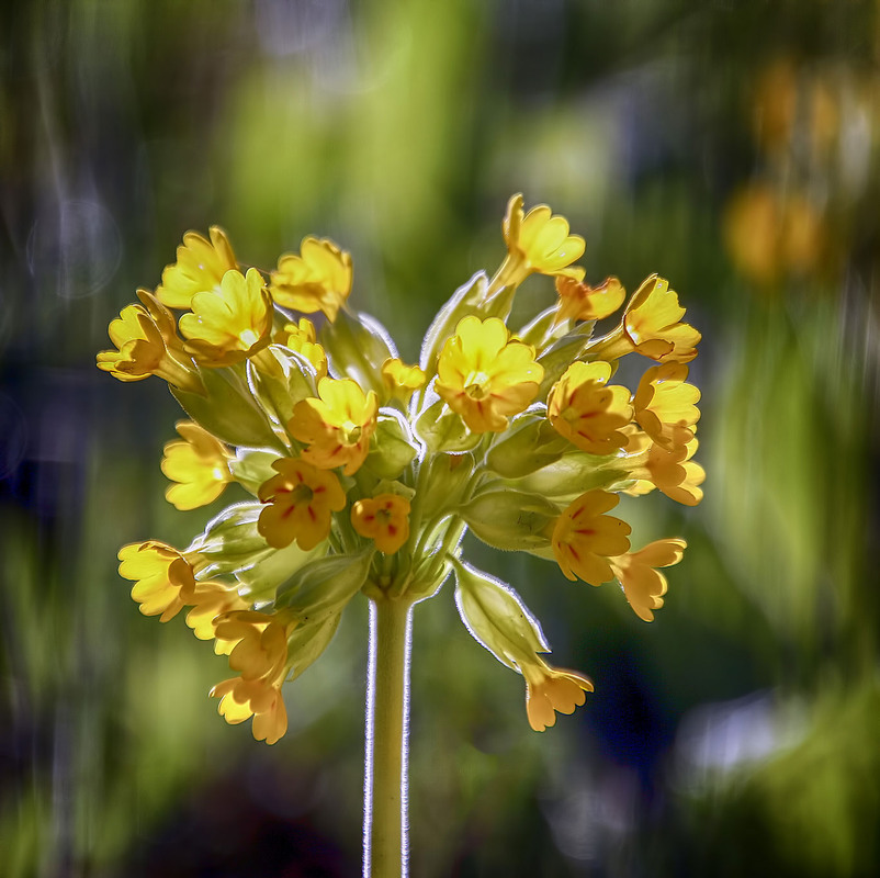 Фотографія ***** / Andronik Aleksander / photographers.ua