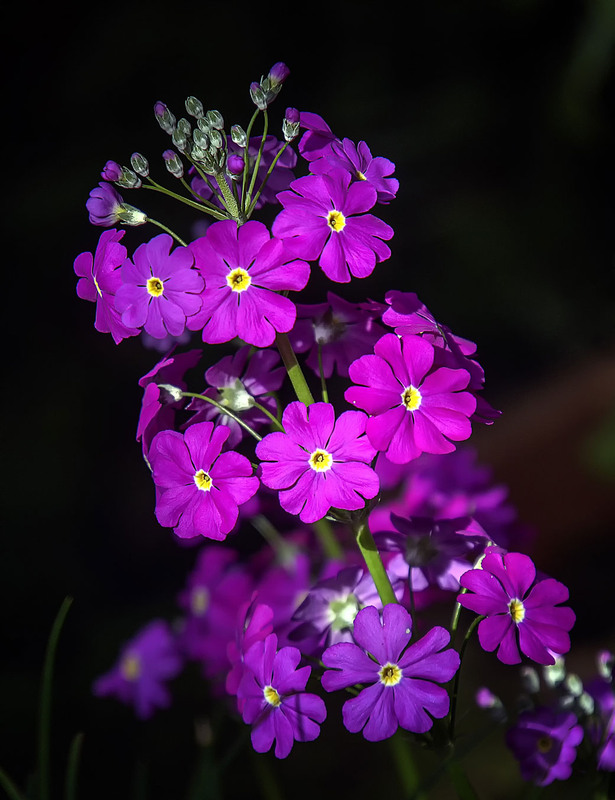 Фотографія "Пизанская башня " / Andronik Aleksander / photographers.ua