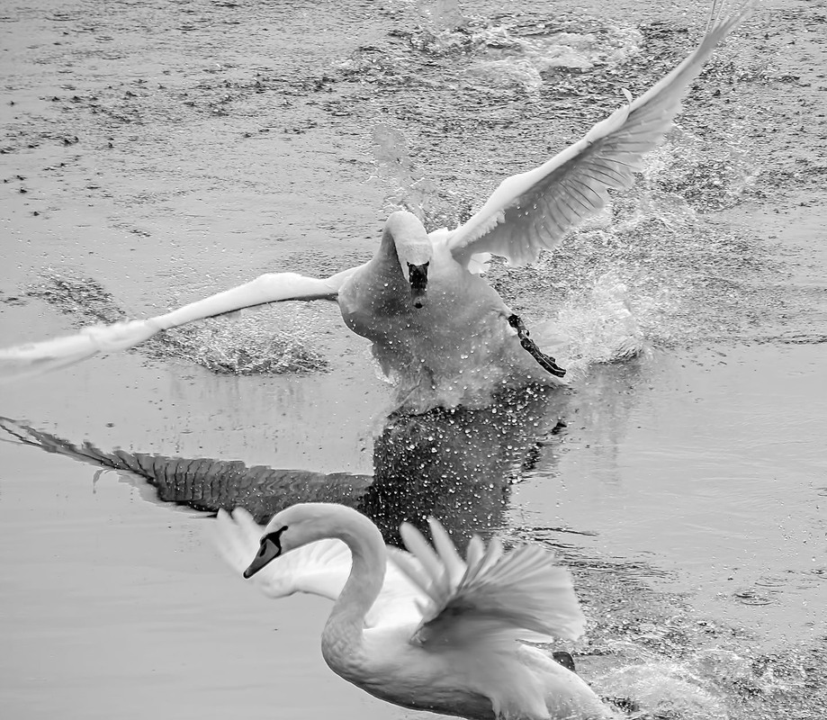 Фотографія ***** / Andronik Aleksander / photographers.ua