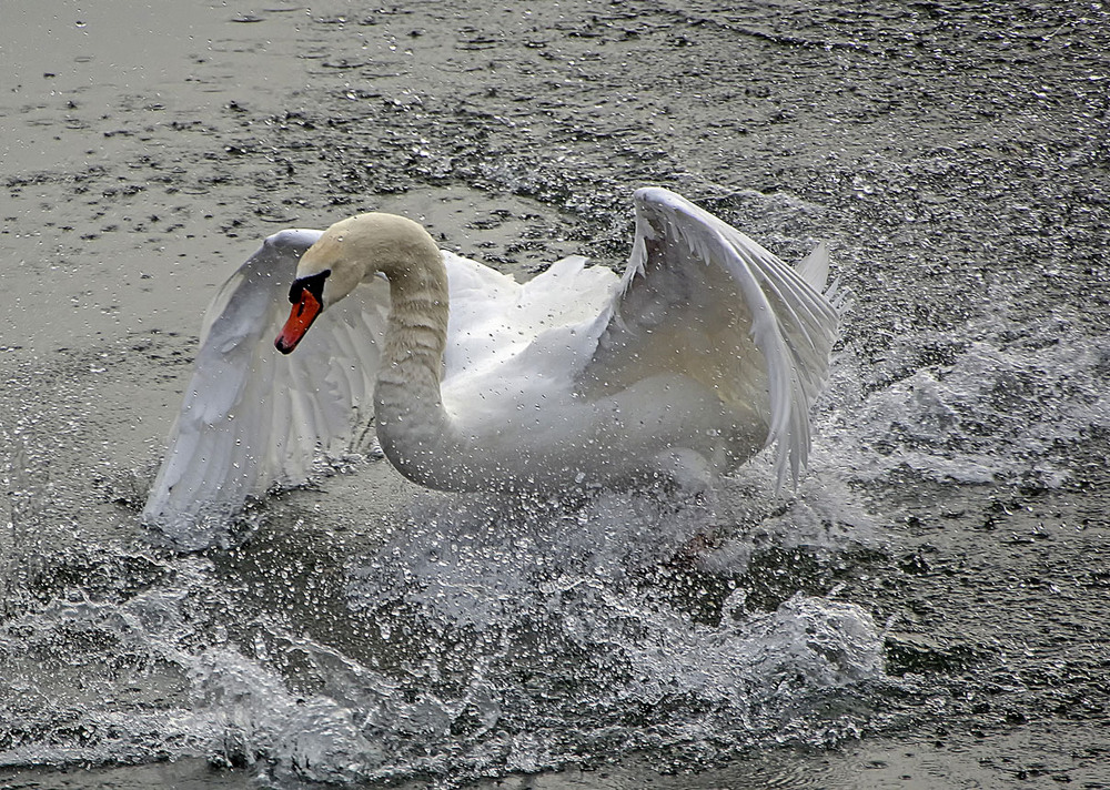 Фотографія ***** / Andronik Aleksander / photographers.ua