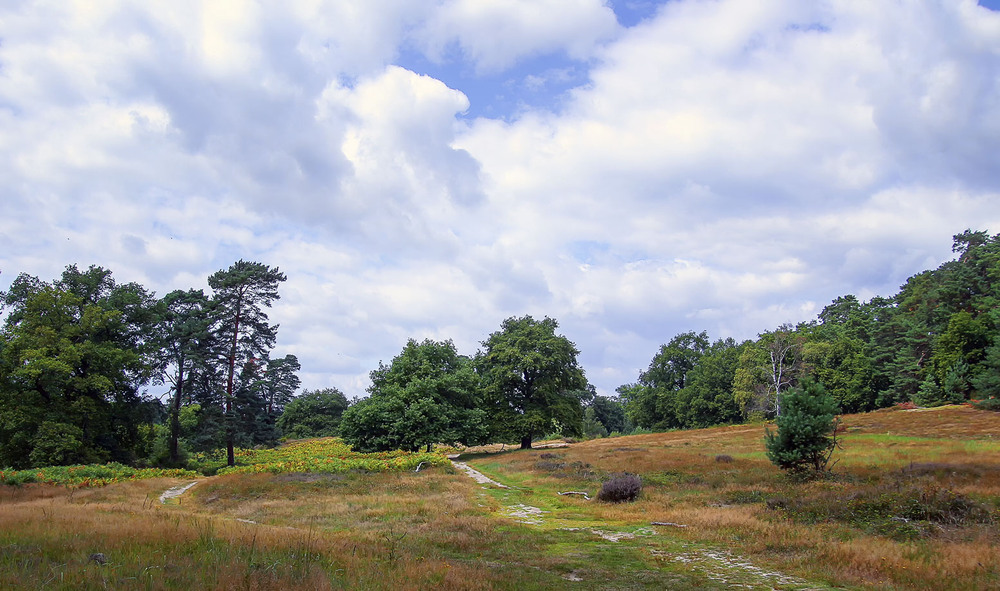 Фотографія В лес / Andronik Aleksander / photographers.ua