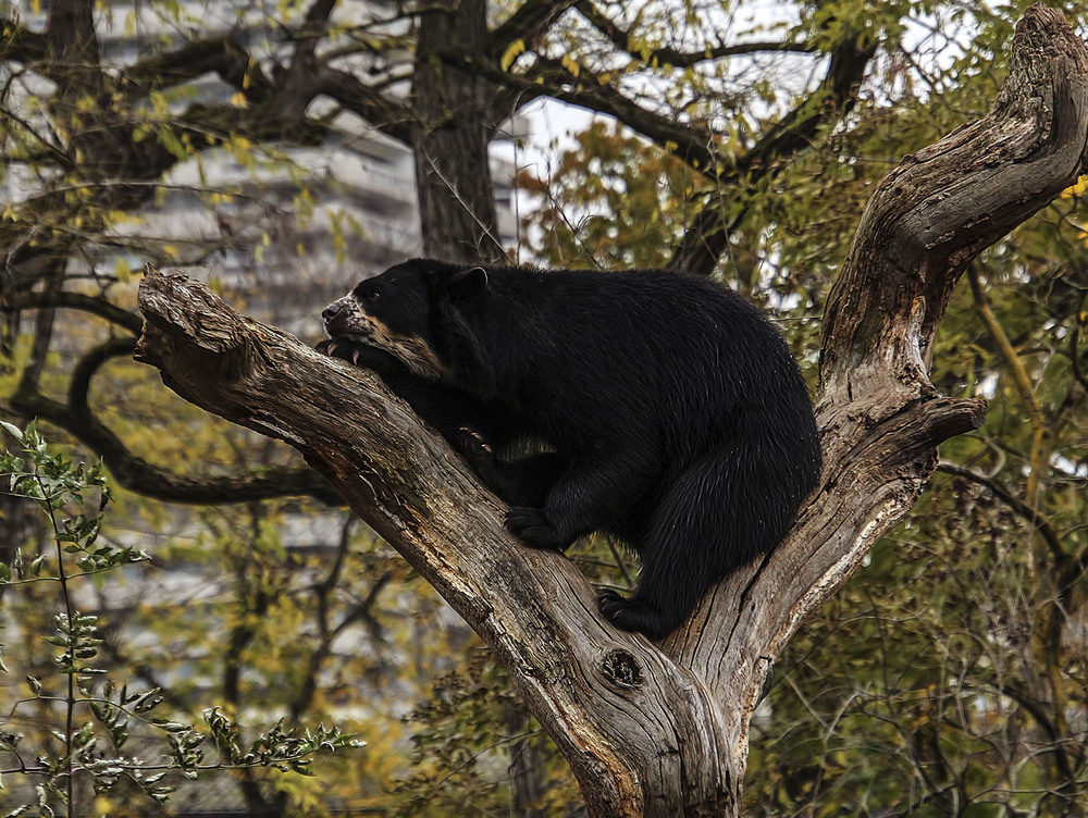 Фотографія Очковый медведь / Andronik Aleksander / photographers.ua