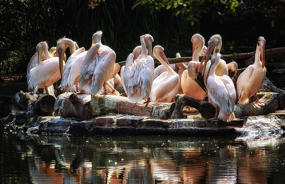 Фотографія На пеликаньем острове / Andronik Aleksander / photographers.ua