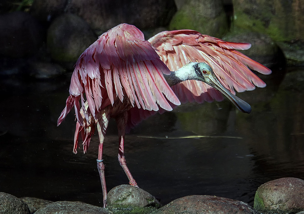 Фотографія Колпица / Andronik Aleksander / photographers.ua