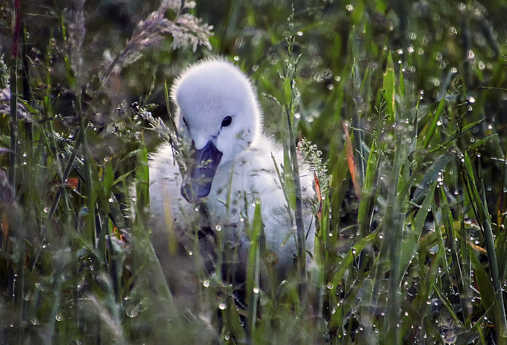 Фотографія **** / Andronik Aleksander / photographers.ua