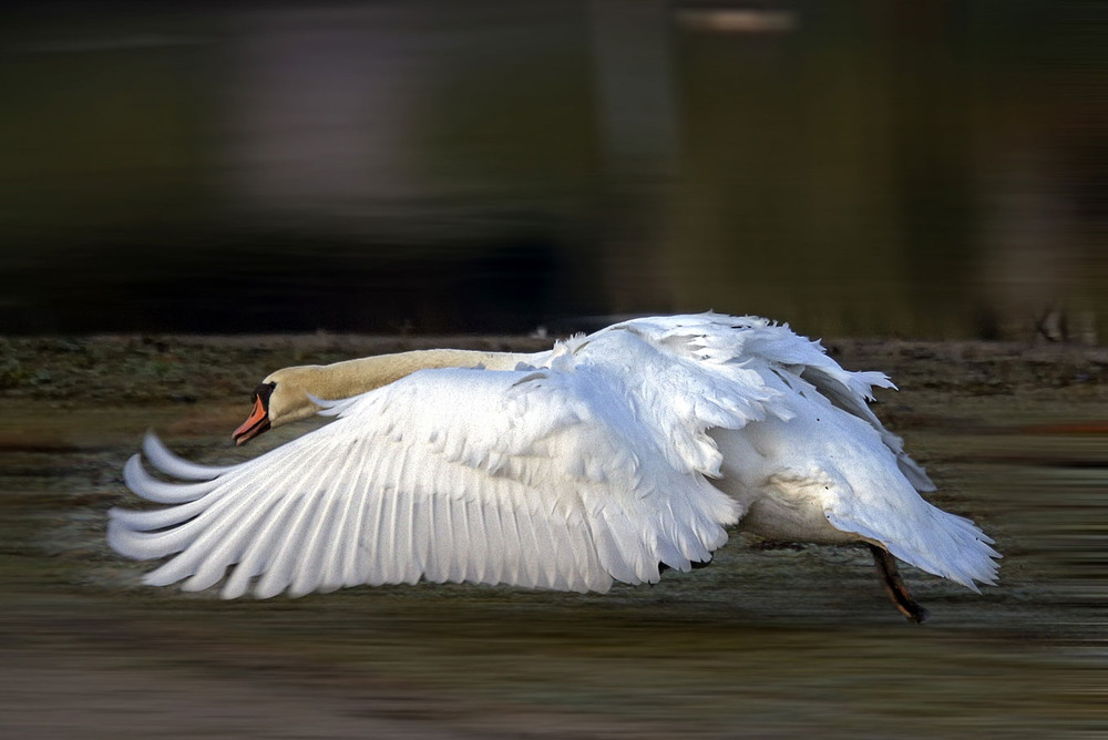 Фотографія бег по бережку / Andronik Aleksander / photographers.ua