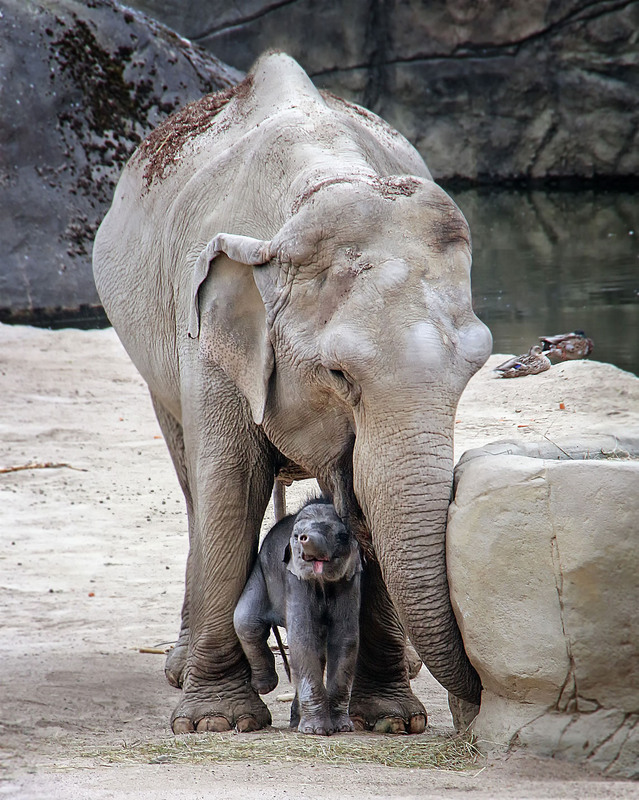 Фотографія ***** / Andronik Aleksander / photographers.ua