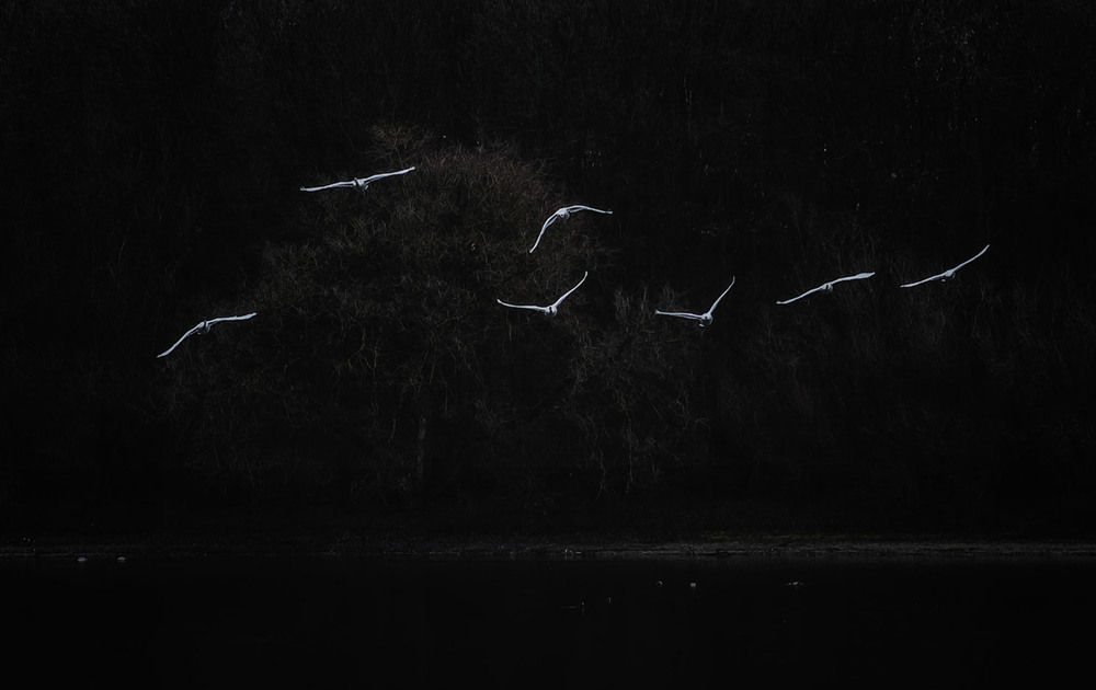 Фотографія Белые птицы в ночи / Andronik Aleksander / photographers.ua