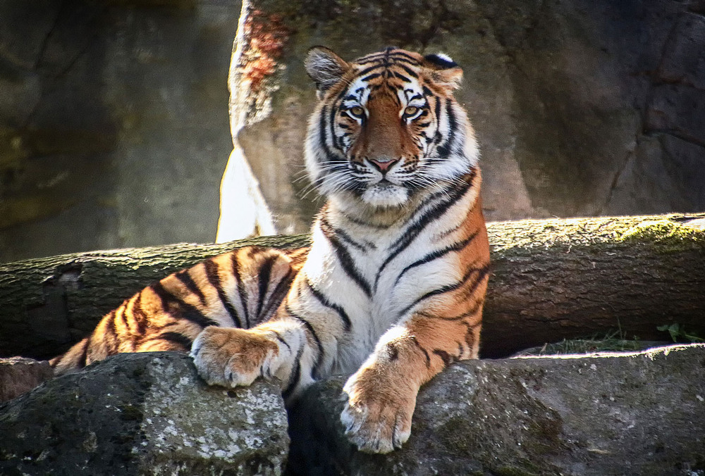 Фотографія ***** / Andronik Aleksander / photographers.ua