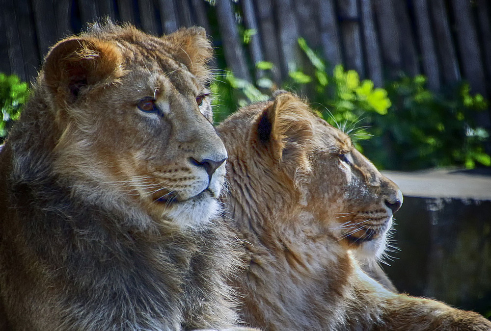 Фотографія Молодые львы / Andronik Aleksander / photographers.ua